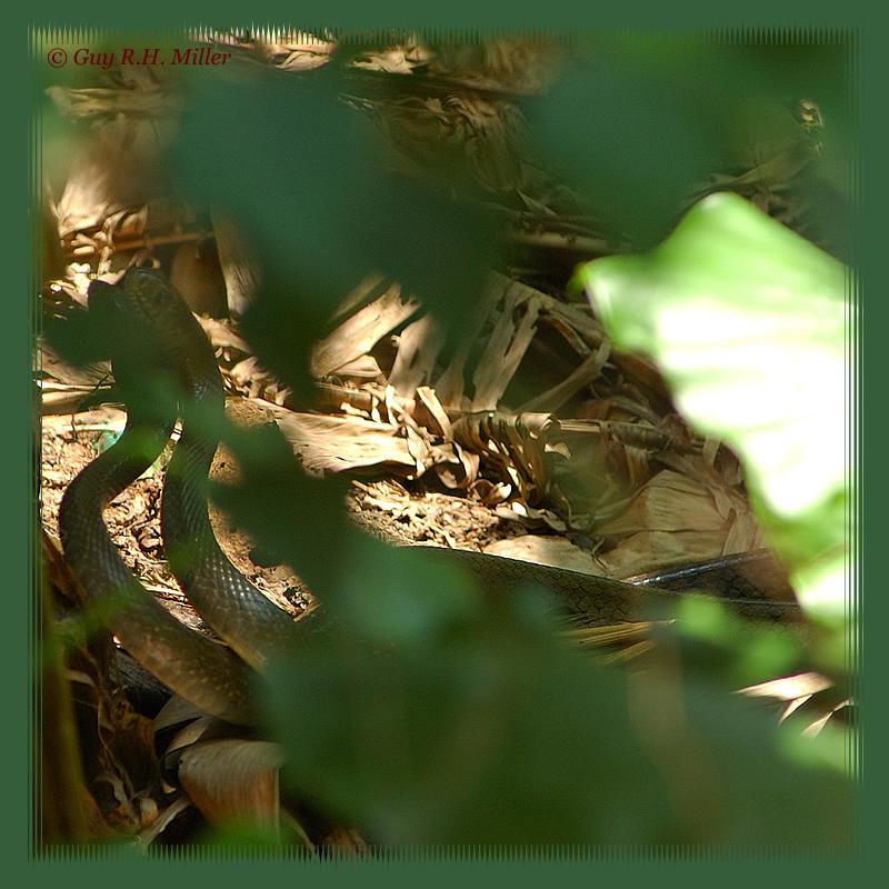 King Cobras mating (1)