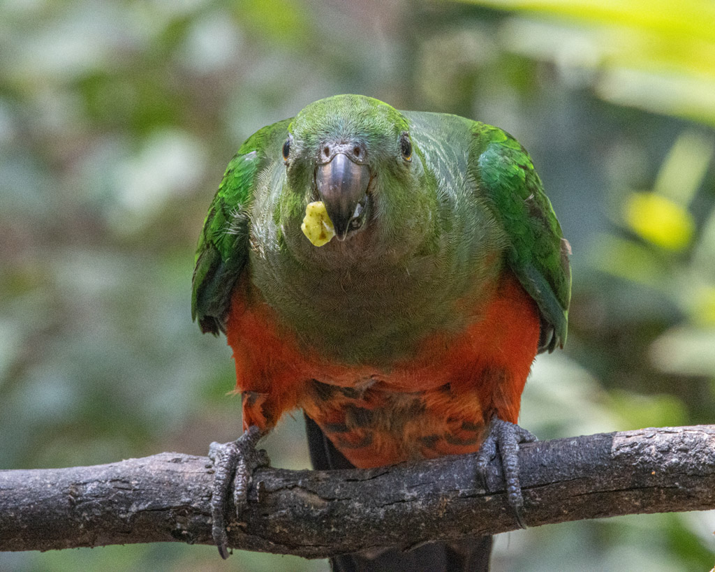 King Parrot (f)