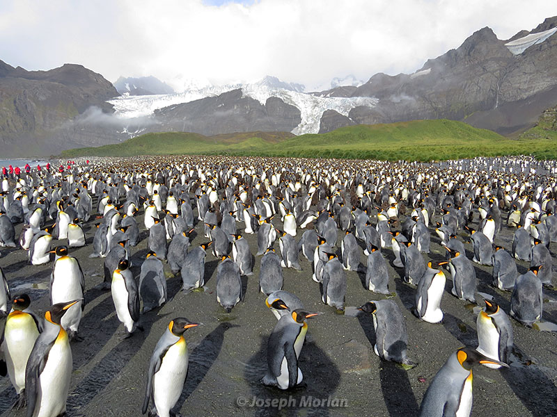 King Penguin