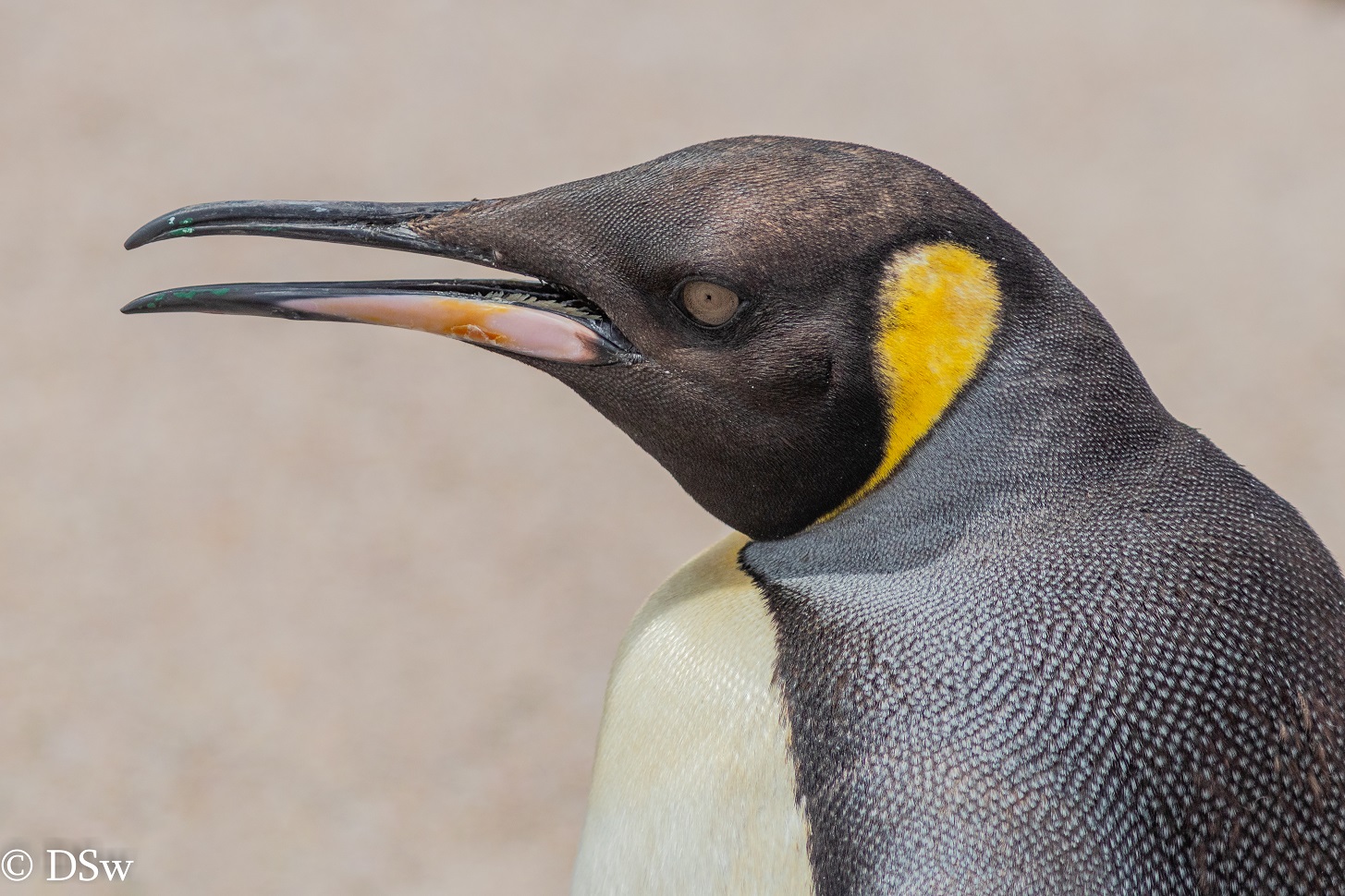 King Penguin