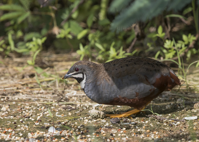 King Quail
