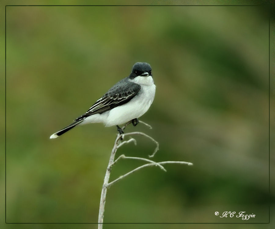 Kingbird