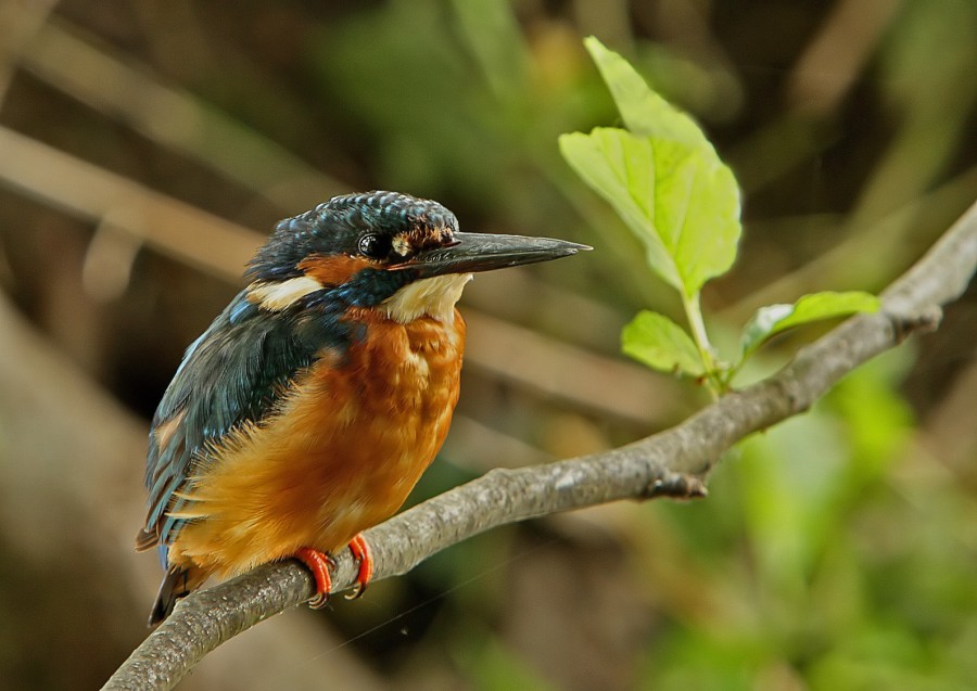 Kingfisher 1