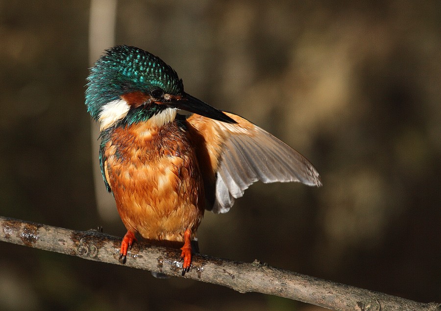 Kingfisher 3