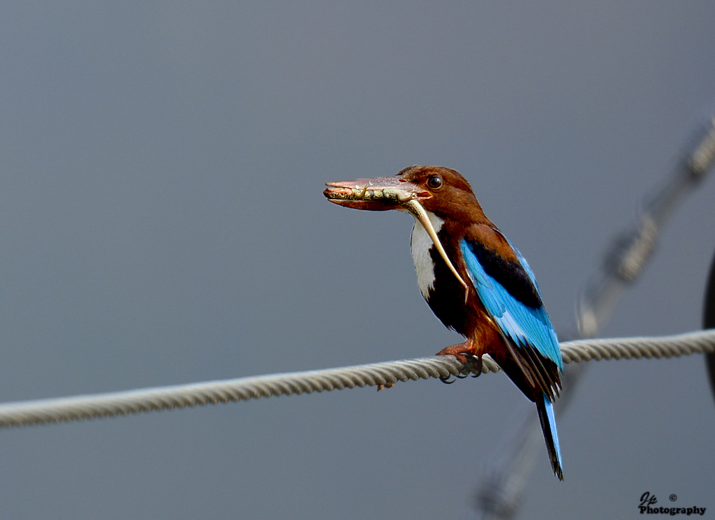 Kingfisher-3