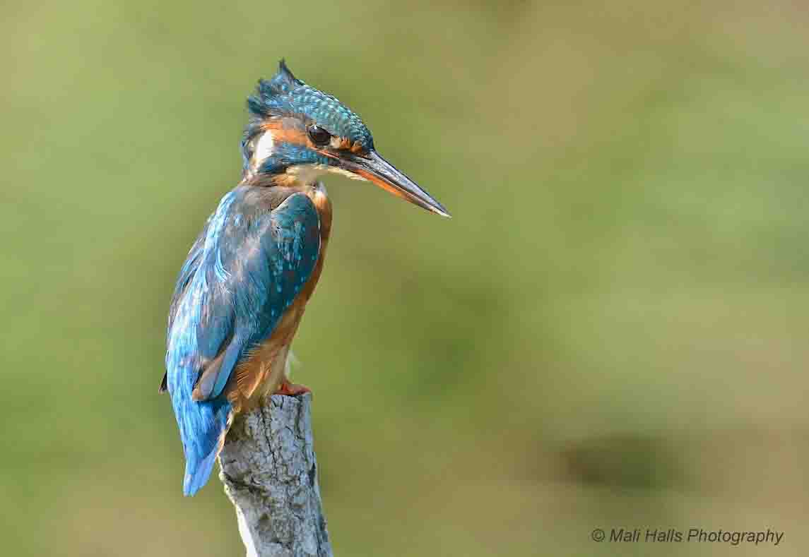 Kingfisher 3783.jpg