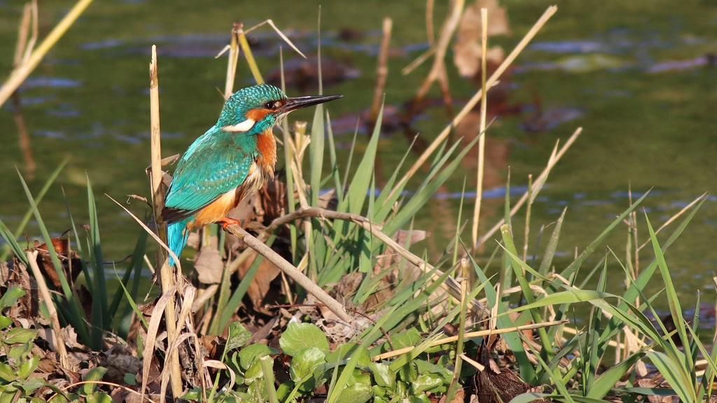 kingfisher (male)