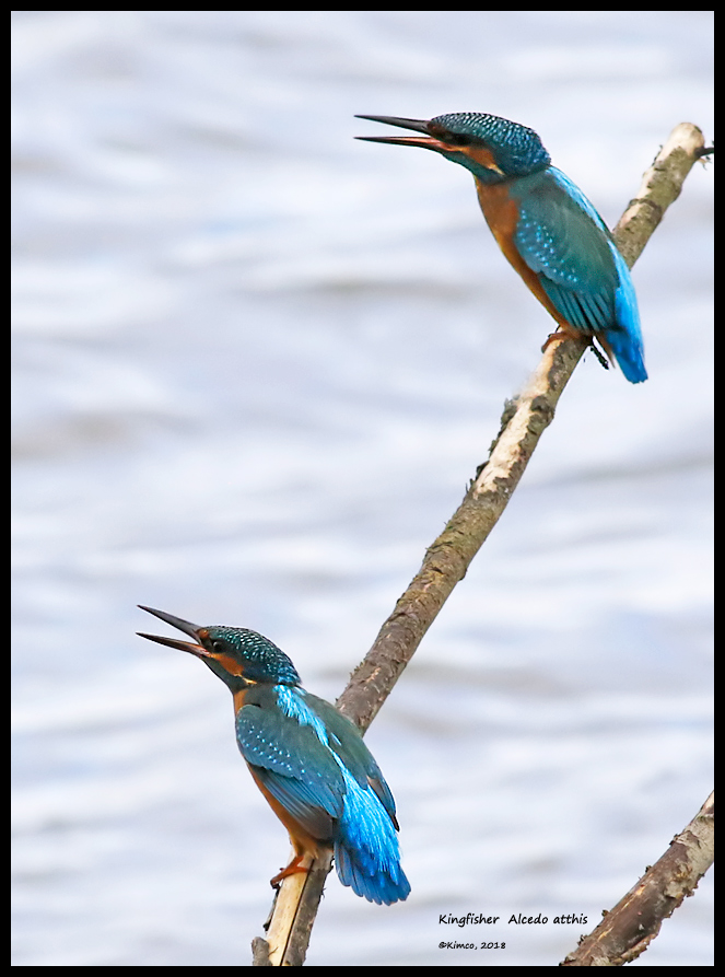 Kingfisher, twins