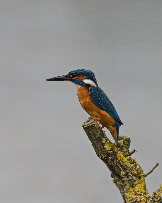 Kingfisher