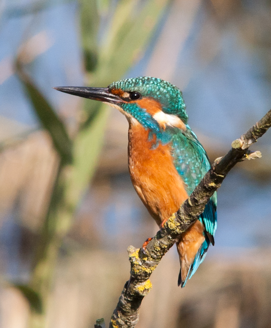 Kingfisher