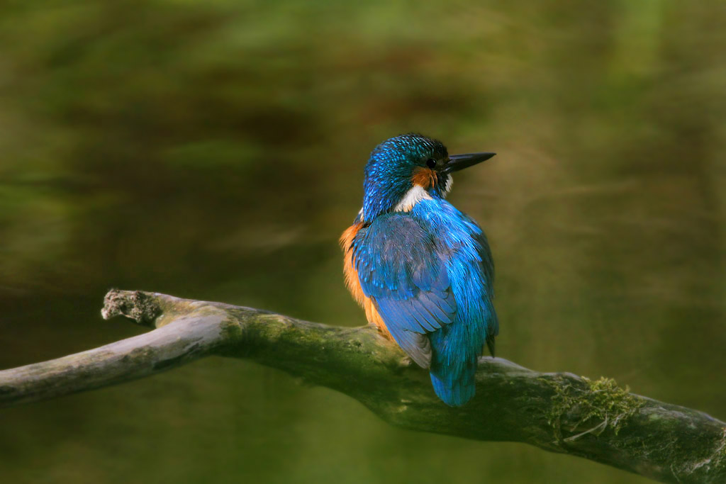 Kingfisher