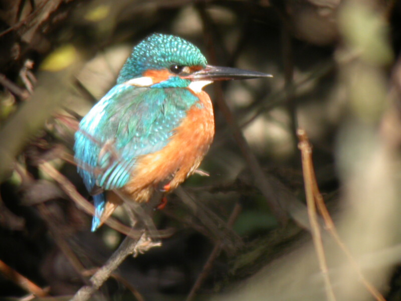 Kingfisher