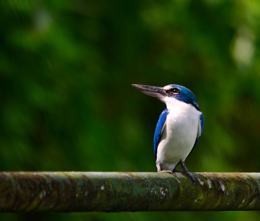 Kingfisher