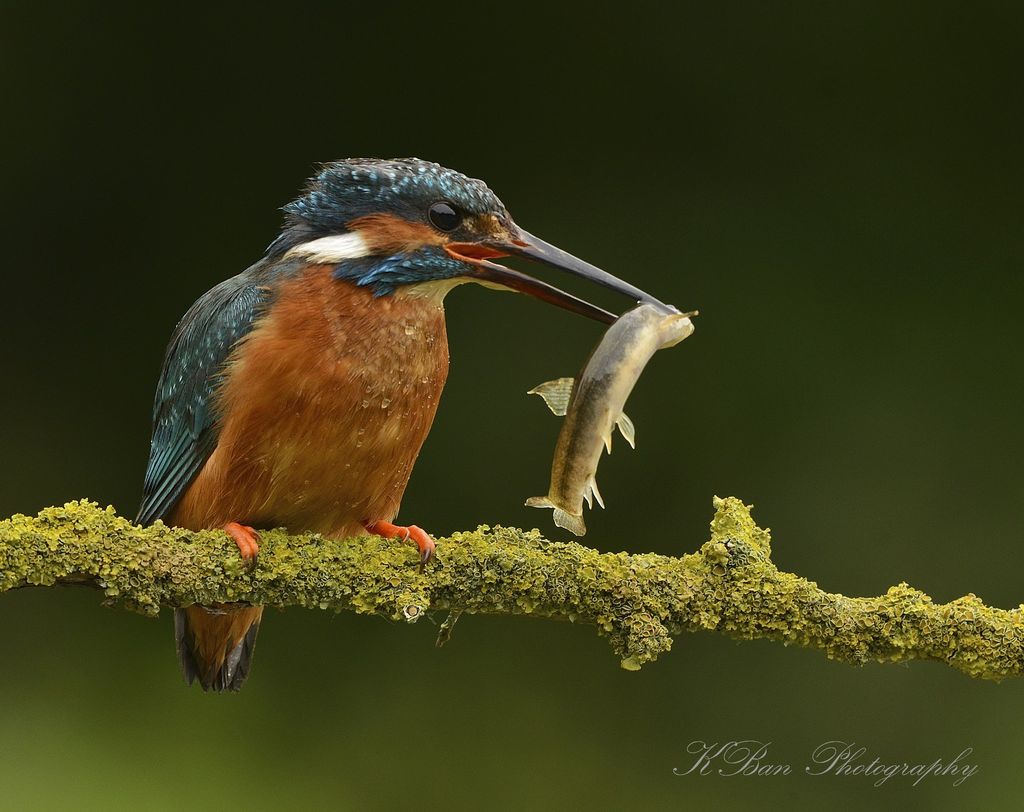 Kingfisher