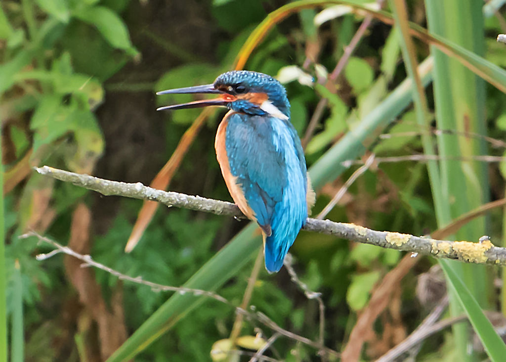 Kingfisher