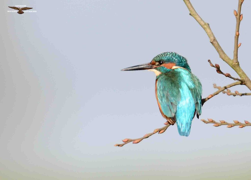 Kingfisher