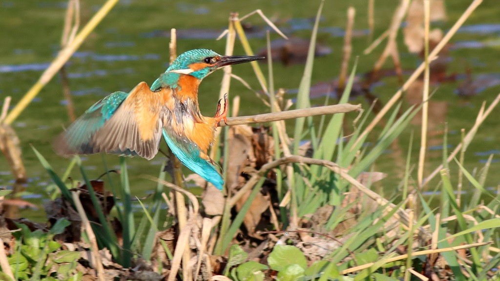 kingfisher