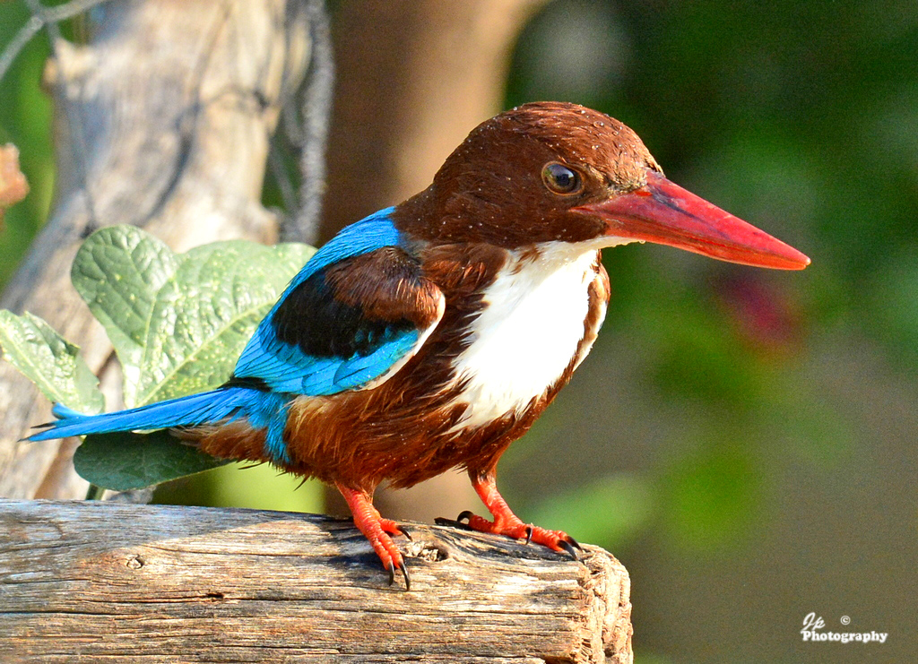 Kingfisher