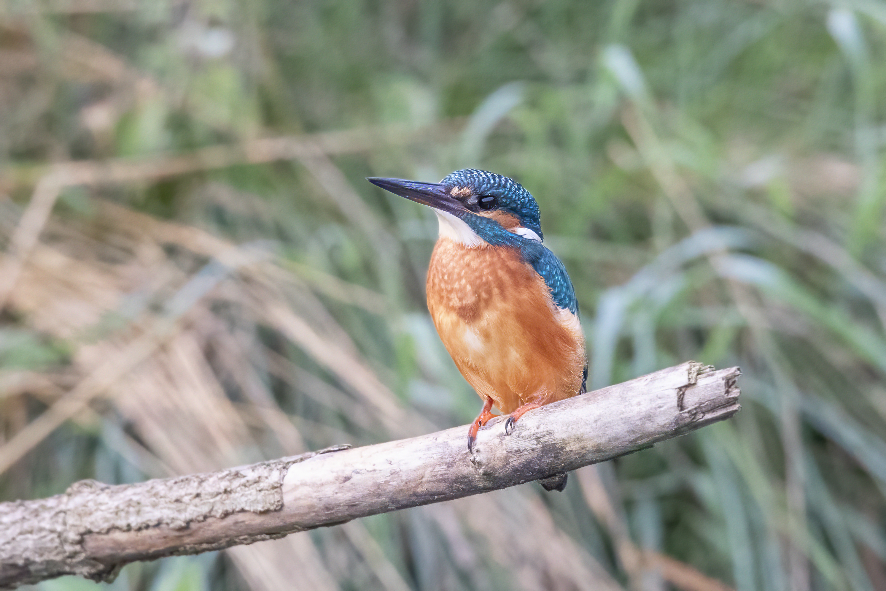 Kingfisher