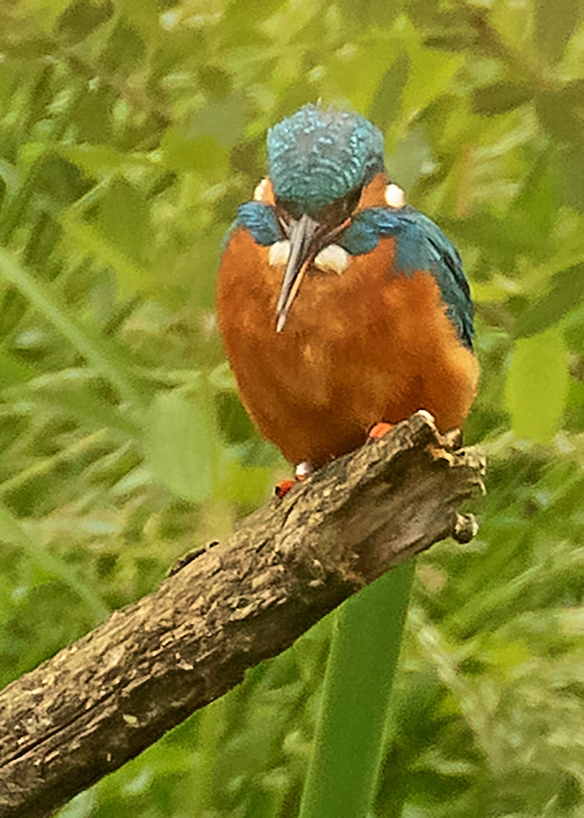 kingfisher-birdforum