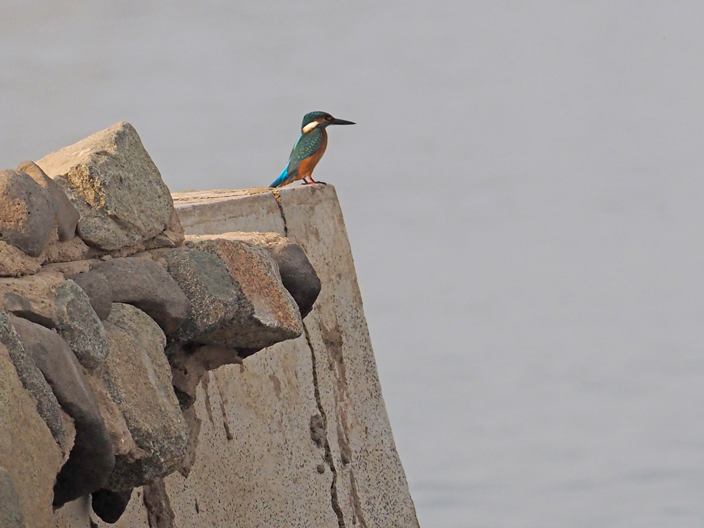 KIngfisher