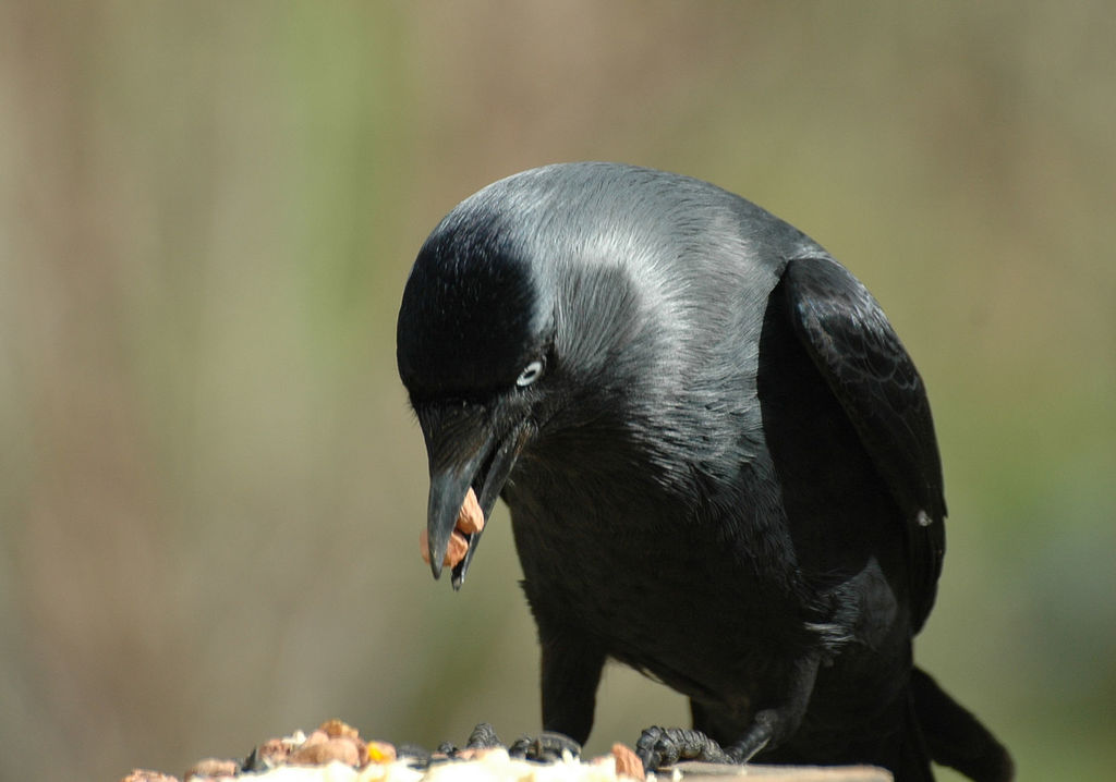 Kitchen Window Image Birders!!!!