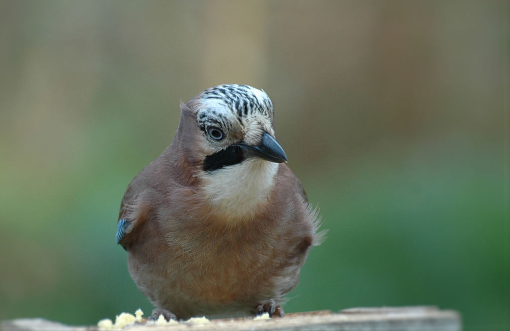 Kitchen Window Image Birders !!