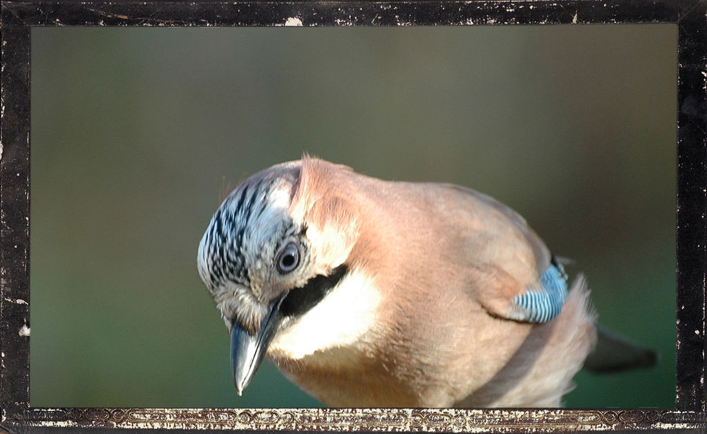 Kitchen Window Jay Birders !!