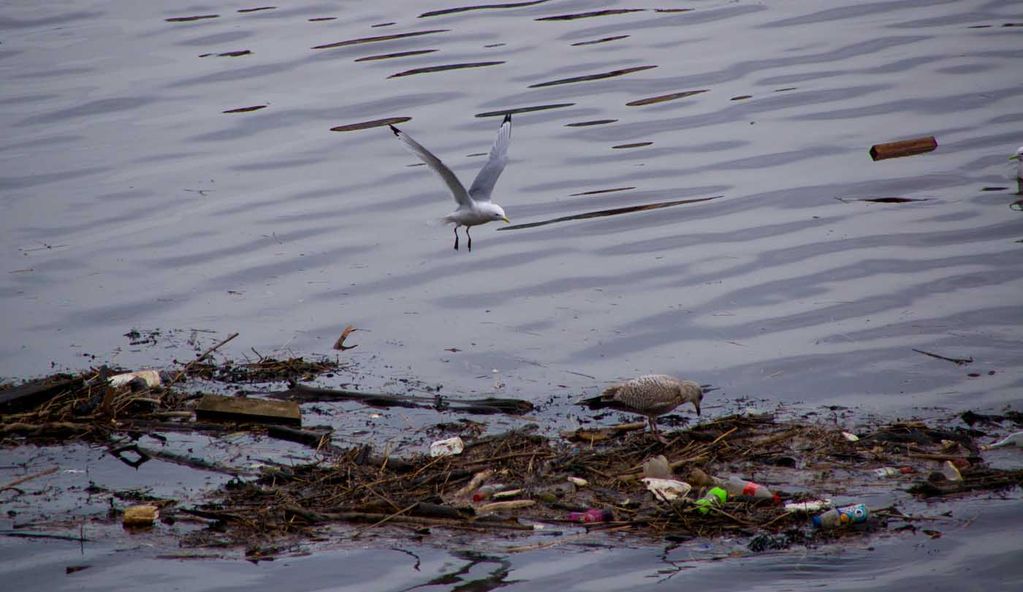 Kittiwake (Rissa tridactyla)