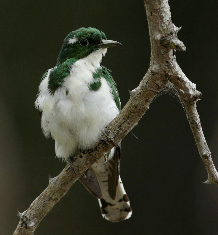 Klaas's Cuckoo