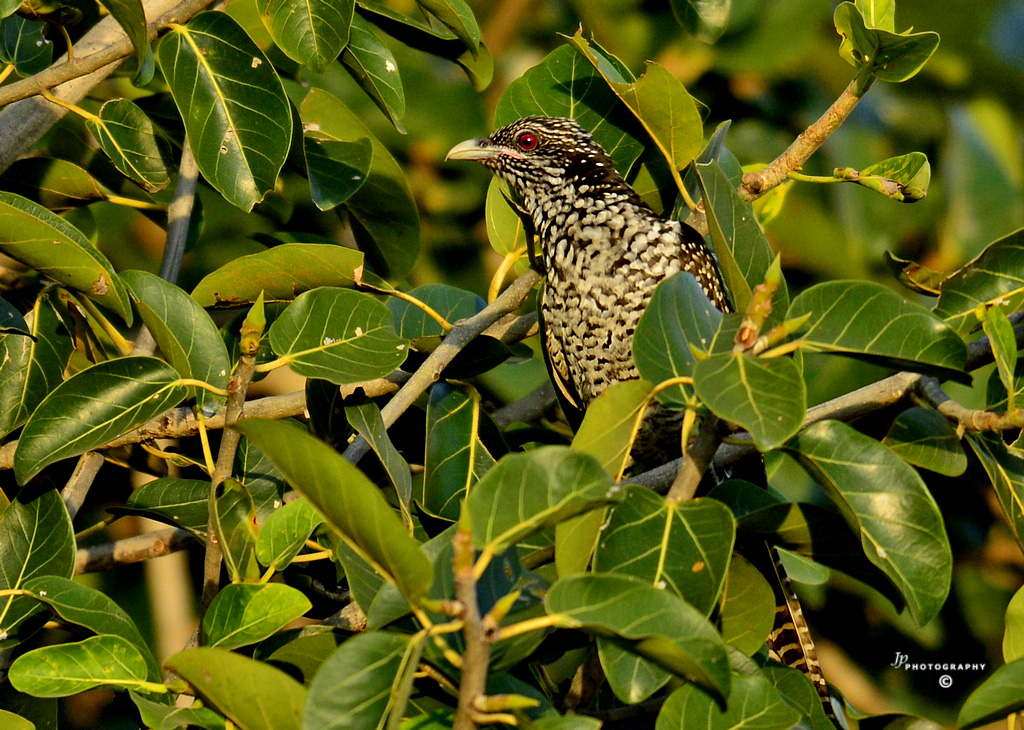 Koel