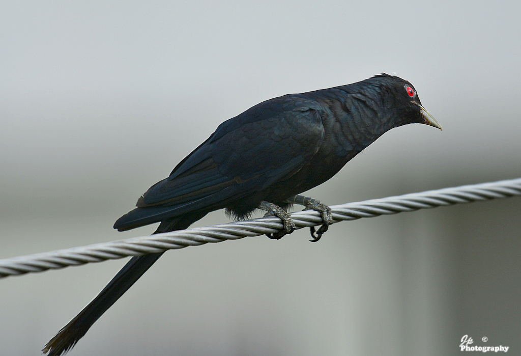 Koel