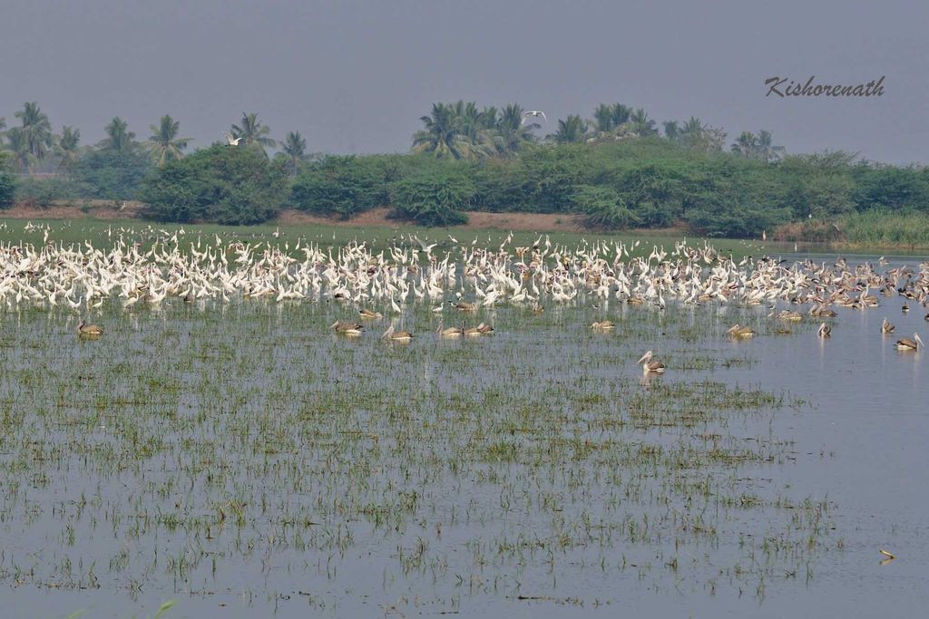 Kolleru wetland