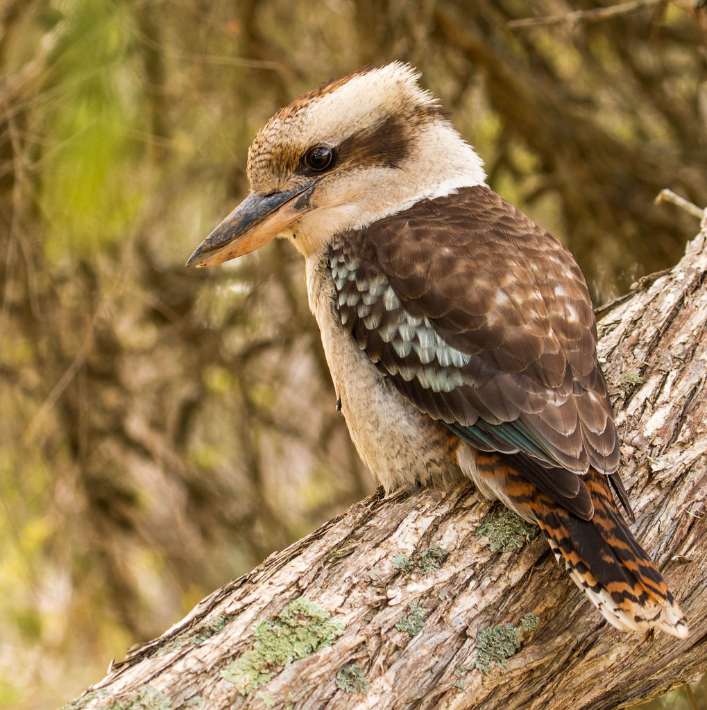 kookaburra