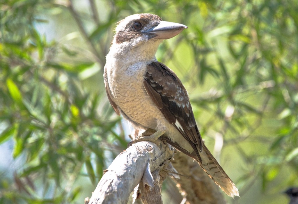 Kookaburra