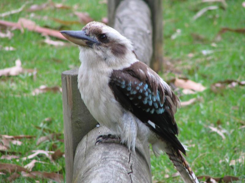 Kookaburra