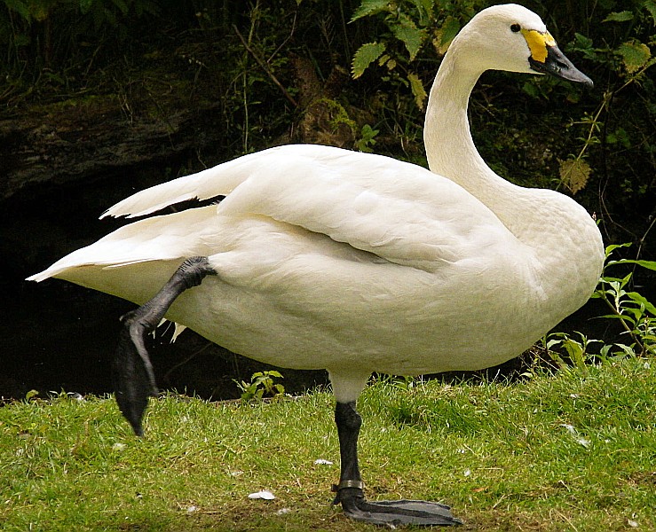 Kung Fu Swan (a.k.a. &quot;Enter The Bewick&quot;)