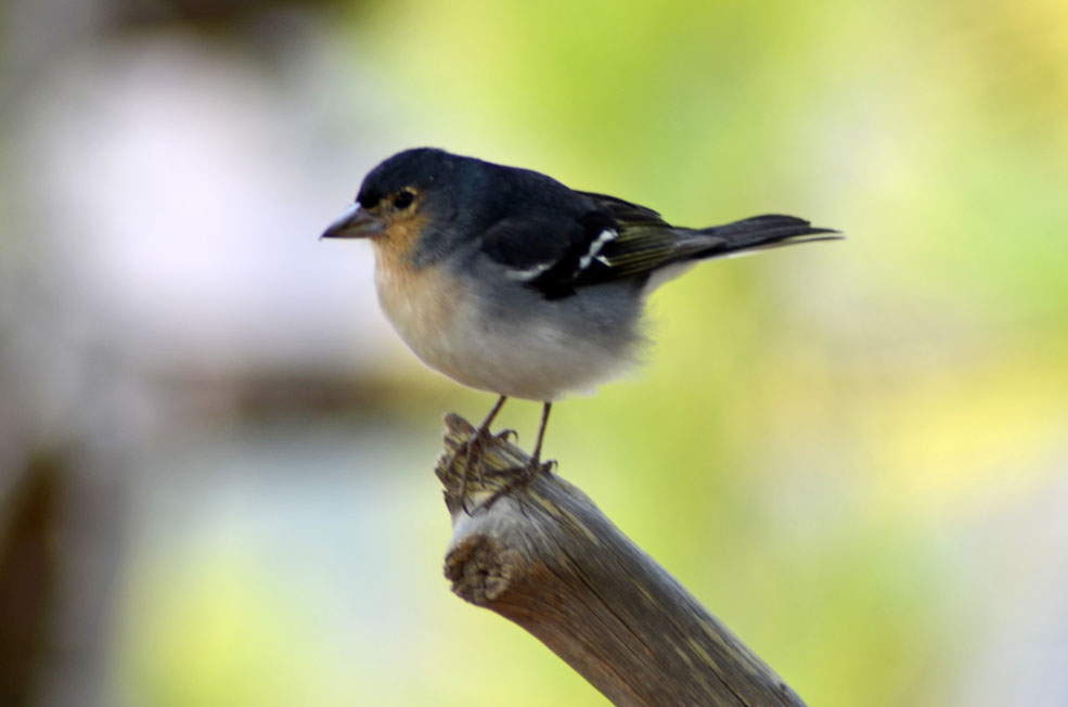 La Palma Chaffinch