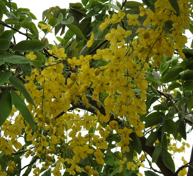 Laburnun Flowering