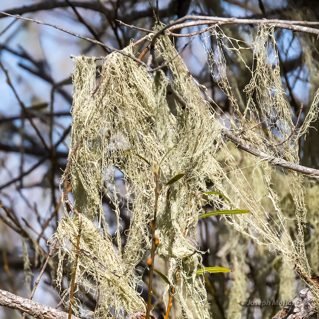 Lace Lichen (Ramalina menziesii)