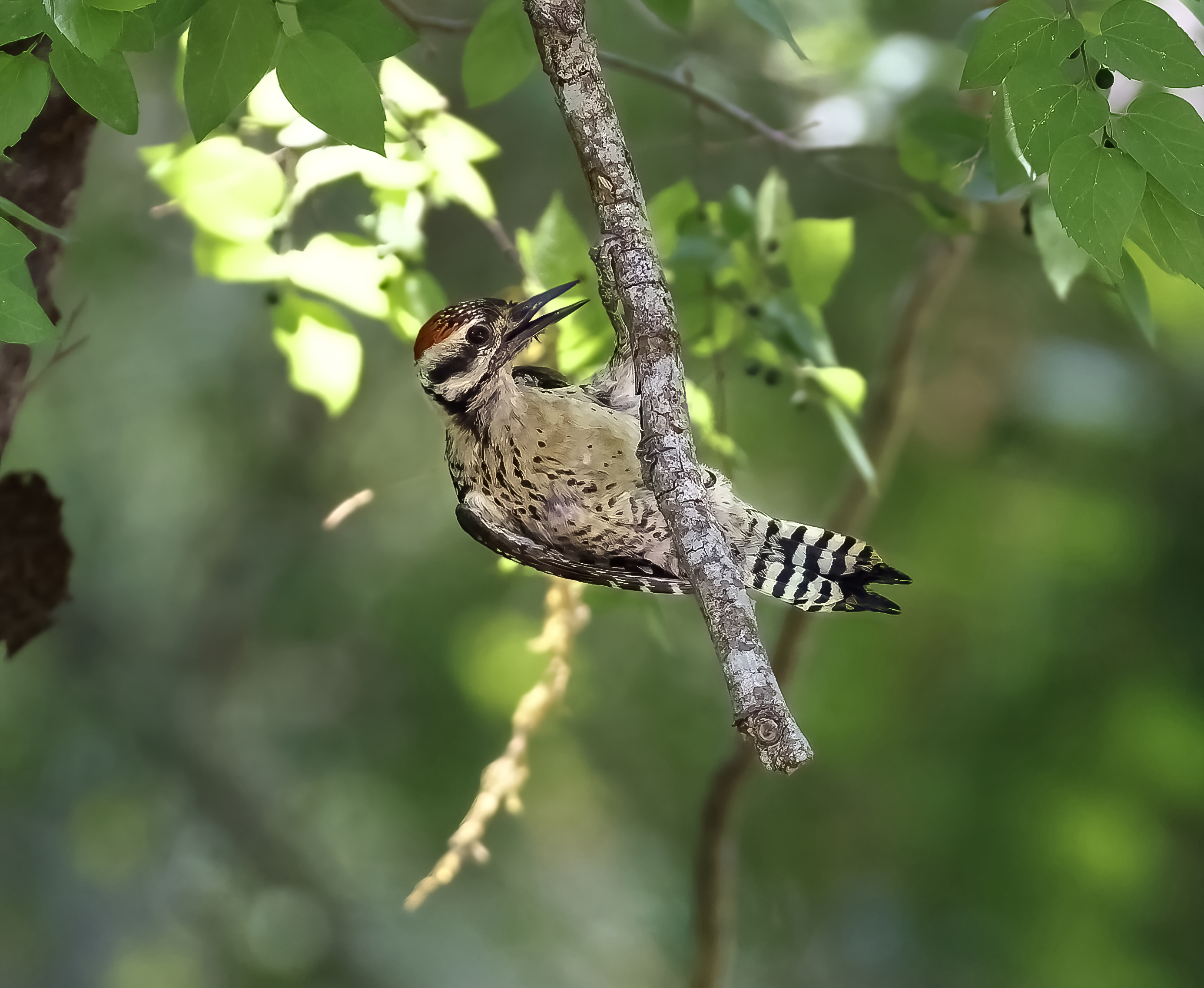 Ladder-backed Woodpecker (male)