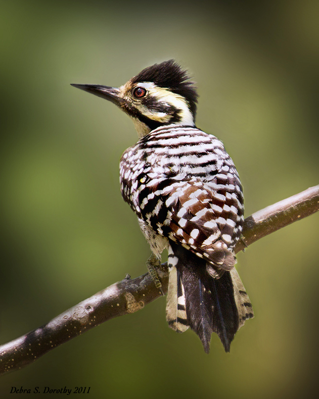 Ladderback Woodpecker