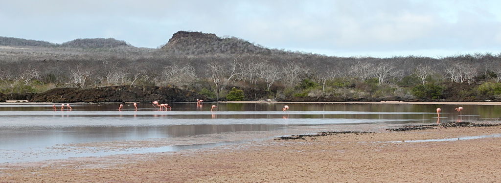Lake at Punta Cormorant