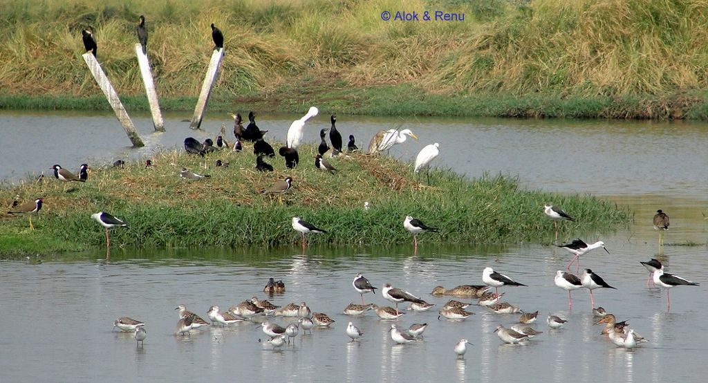 Lakescape - 62 : Death of A Wetland - 2