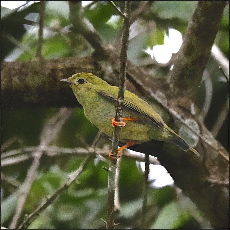 Lance-tailed Manakin (female)