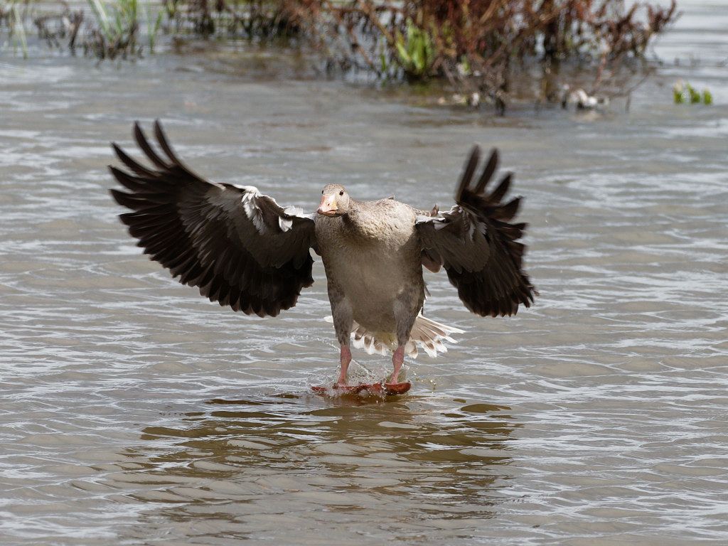 Landing Greylag