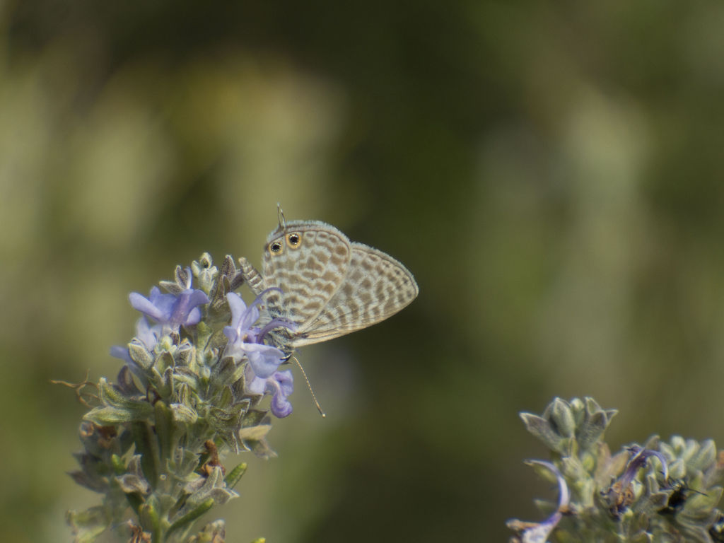 Lang's short-tailed blue