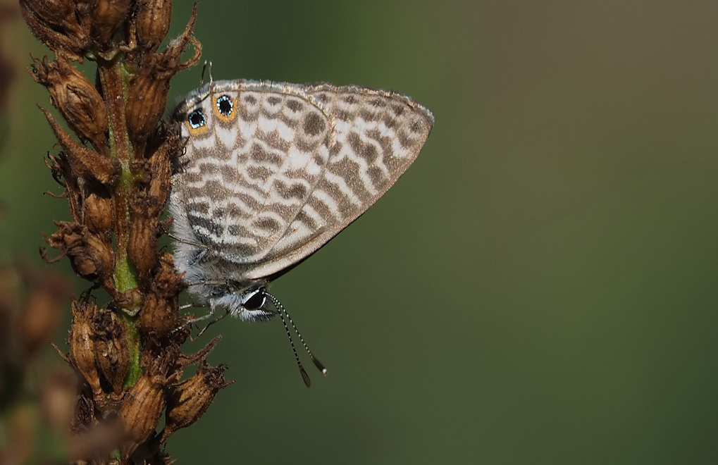 Lang's short-tailed Blue