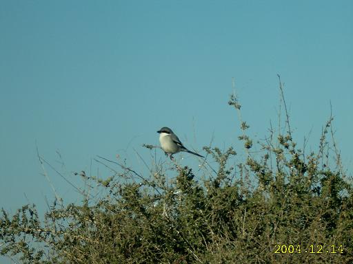 Lanius meridionalis