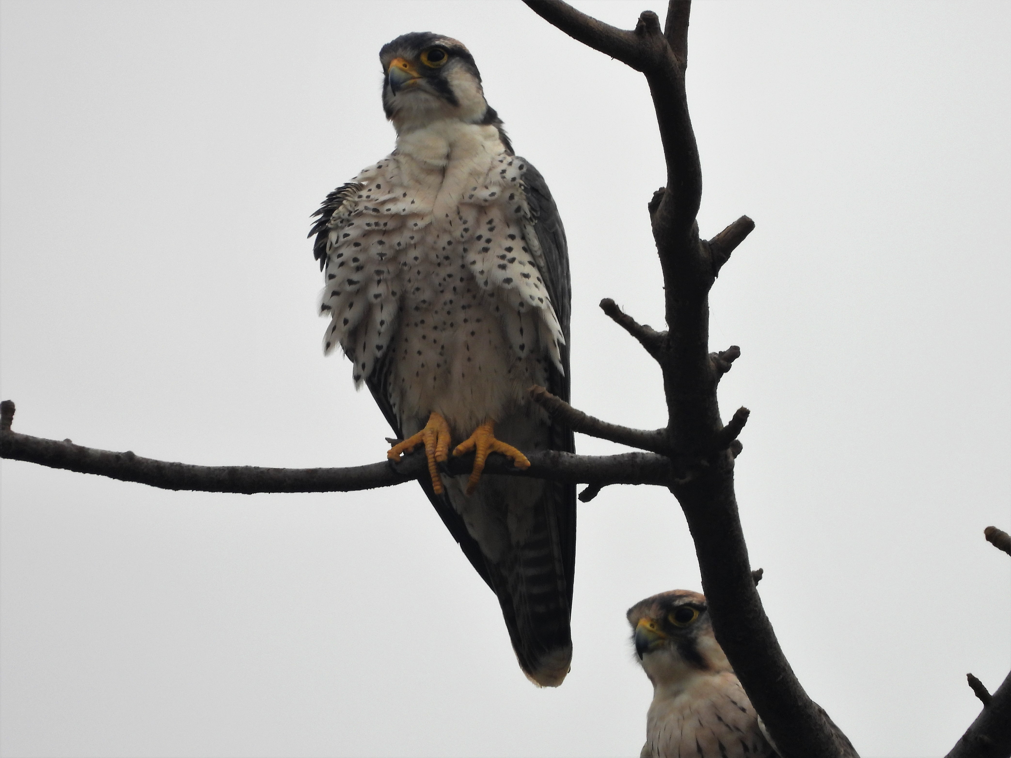 Lanner Falcon